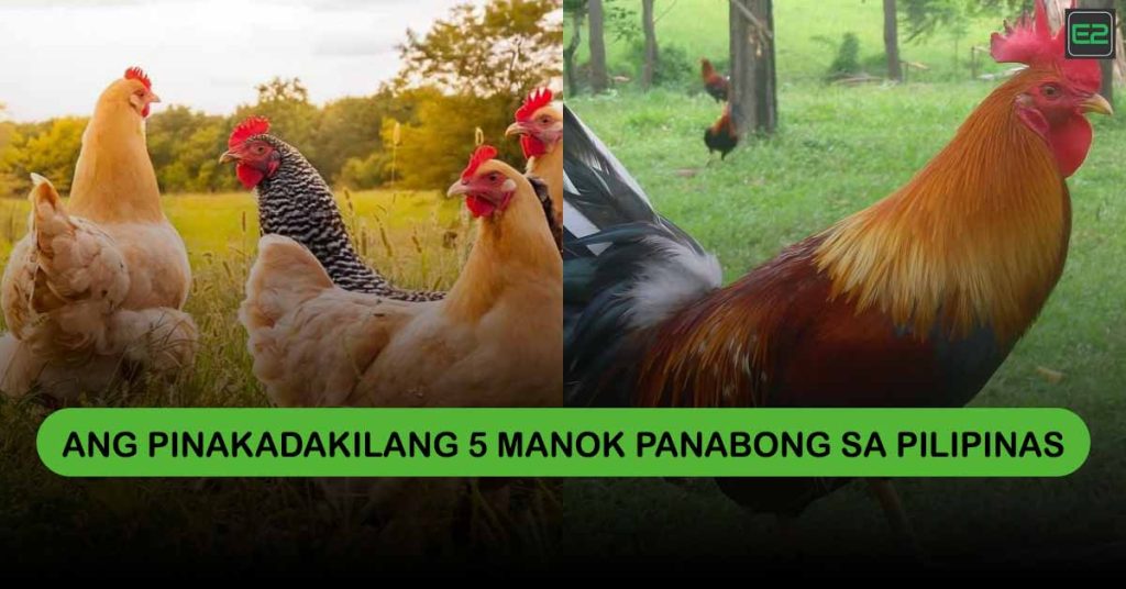 Ang Pinakadakilang 5 Manok