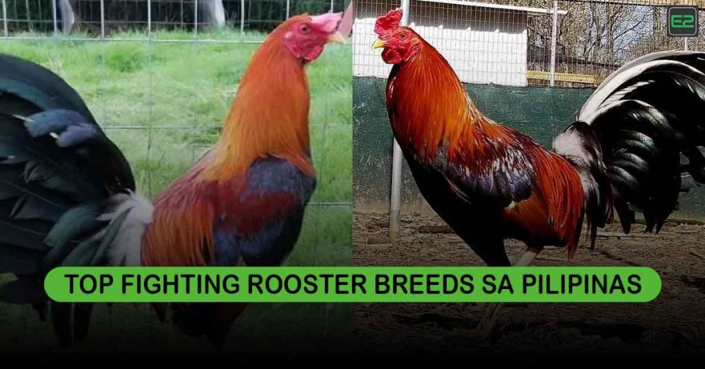 Top Fighting Rooster Breeds