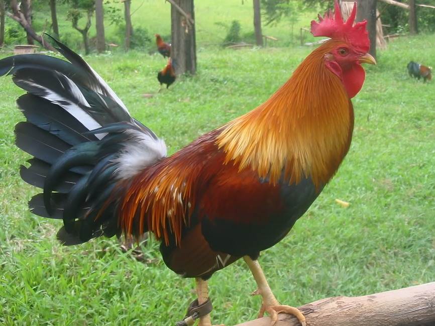 Ang Pinakadakilang 5 Manok