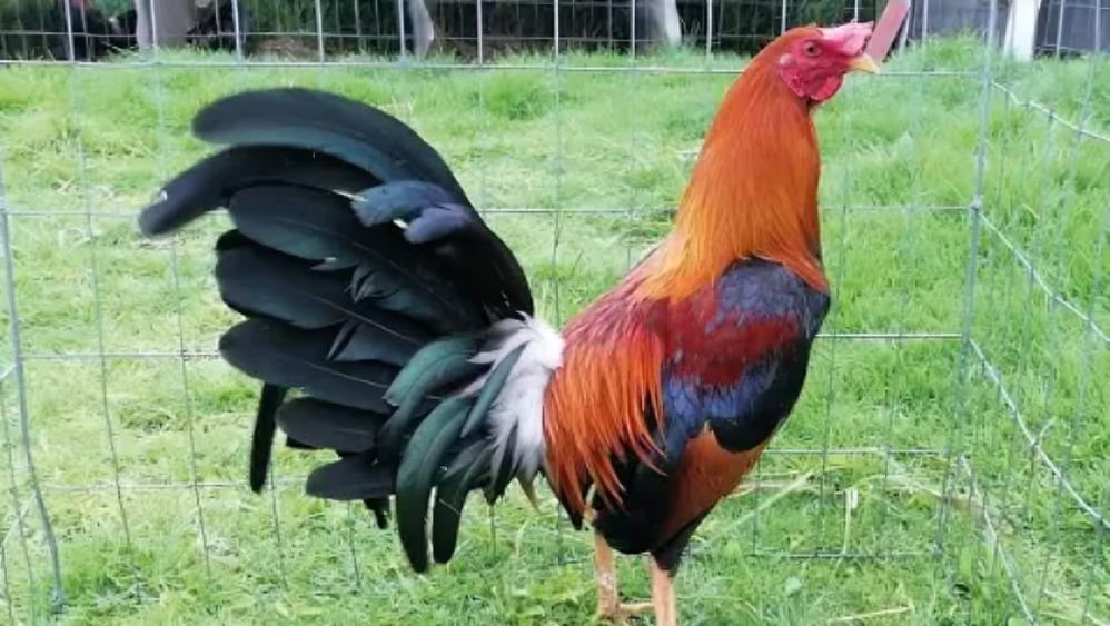 Top Fighting Rooster Breeds