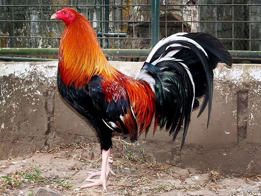 Top Fighting Rooster Breeds