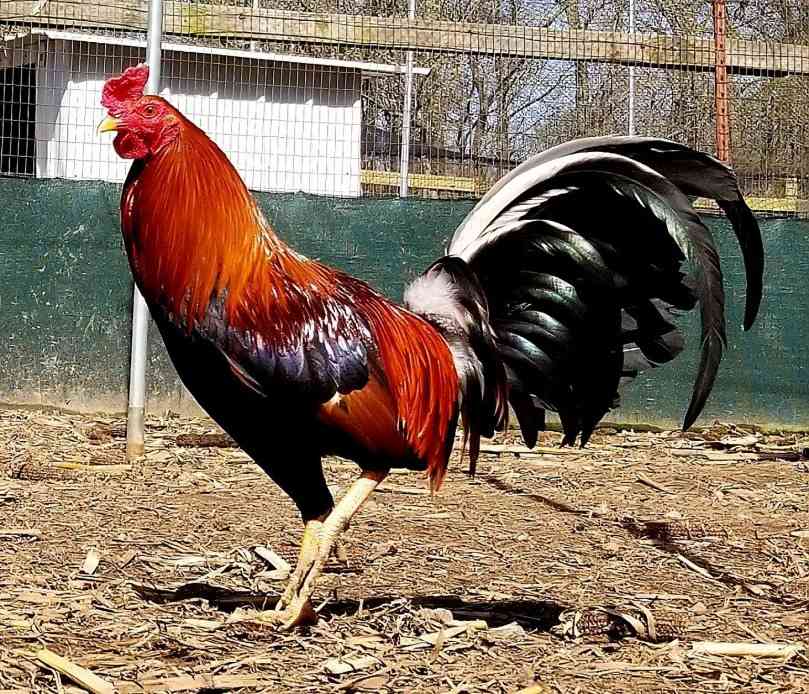 Top Fighting Rooster Breeds