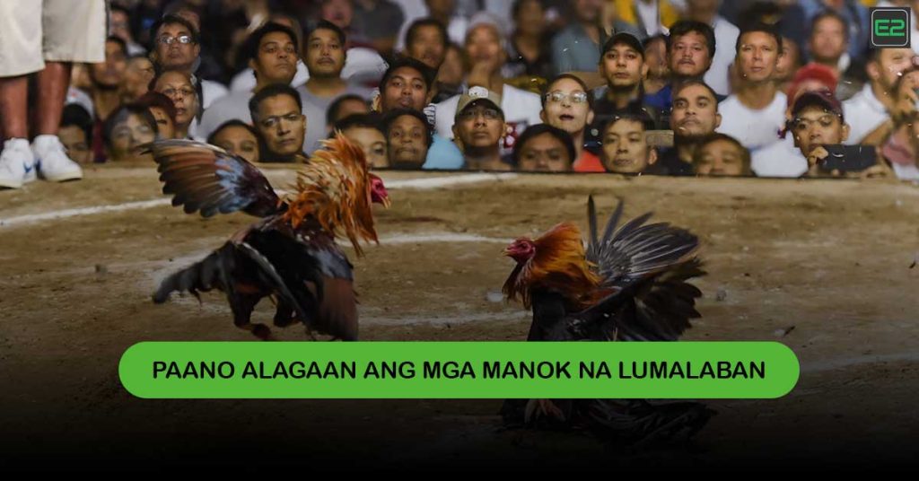 Manok na Lumalaban