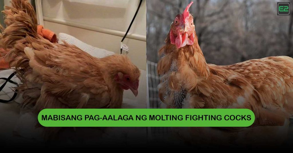 Molting Fighting Cocks