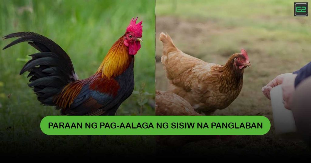 Sisiw na Panglaban