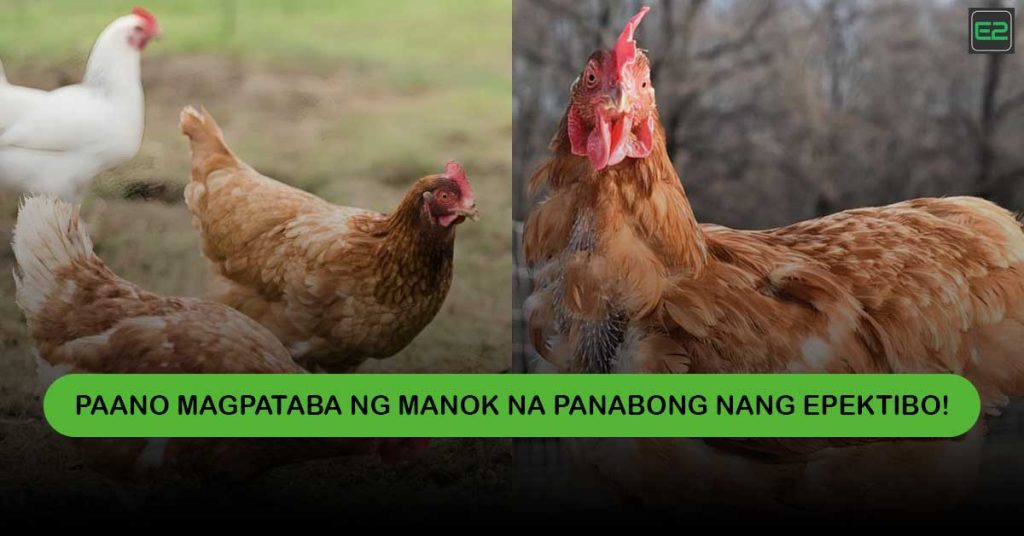 Magpataba ng Manok na Panabong
