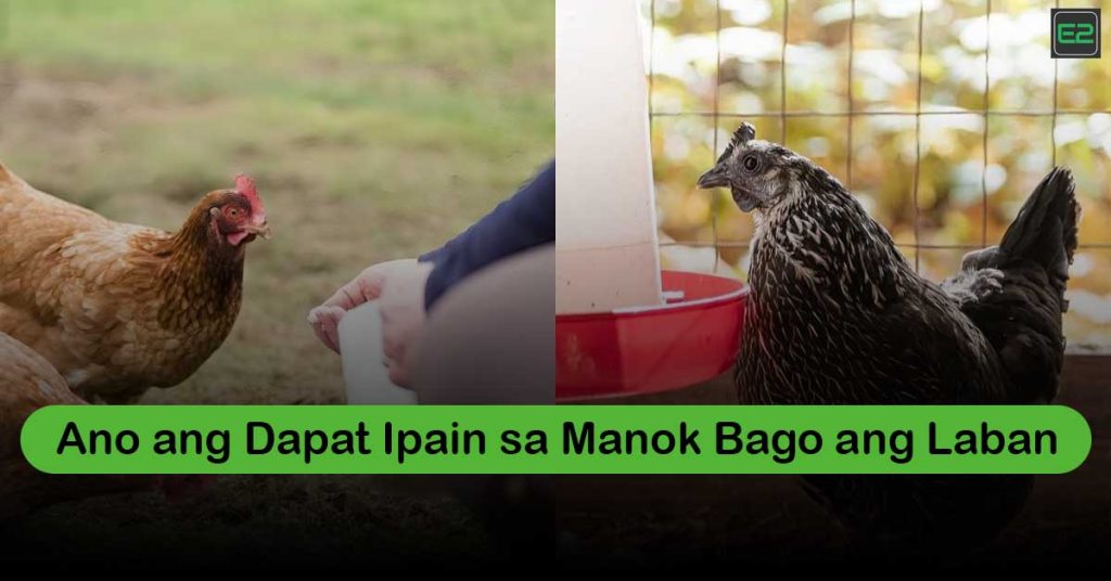 Ano ang Dapat Ipain sa Manok Bago ang Laban