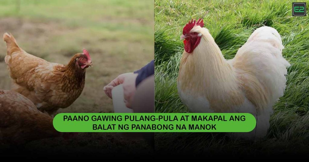 Makapal ang Balat ng Panabong na Manok