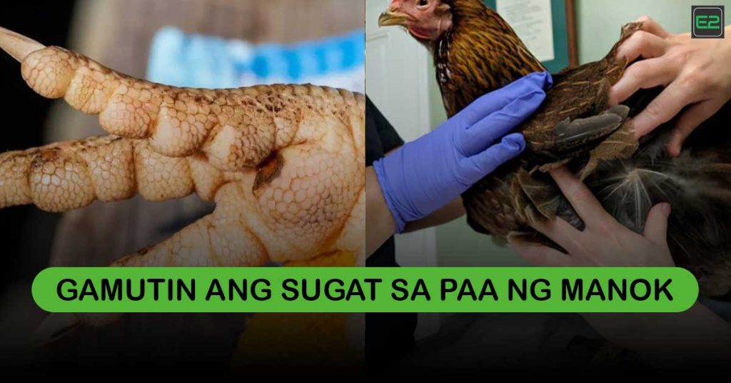 Sugat sa Paa ng Manok