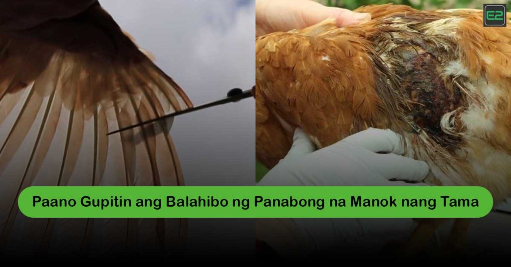 Gupitin ang Balahibo ng Panabong na Manok nang Tama