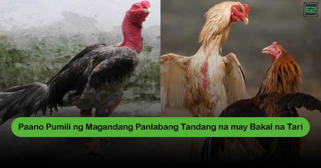 Panlabang Tandang na may Bakal na Tari