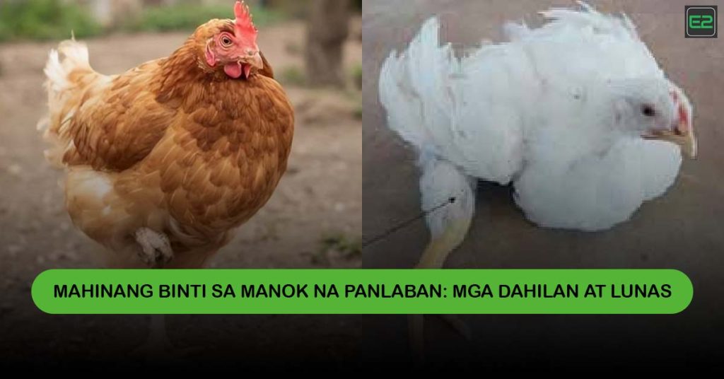 Mahinang Binti sa Manok na Panlaban