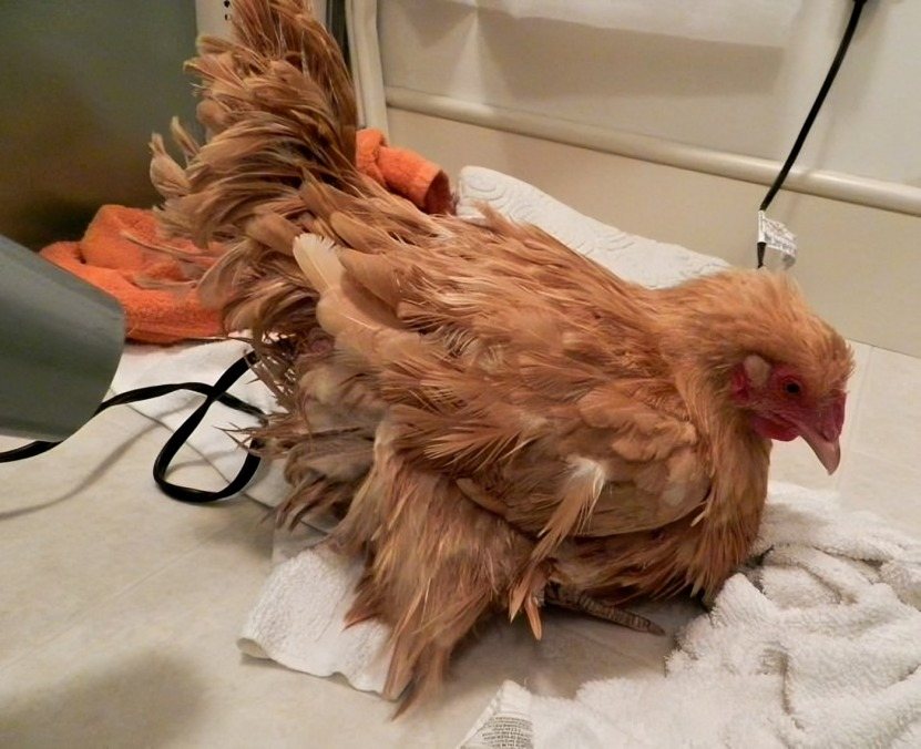 Molting Fighting Cocks