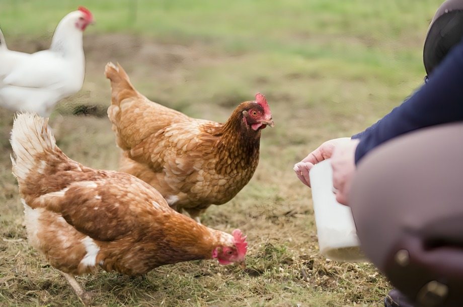 Ano ang Dapat Ipain sa Manok Bago ang Laban