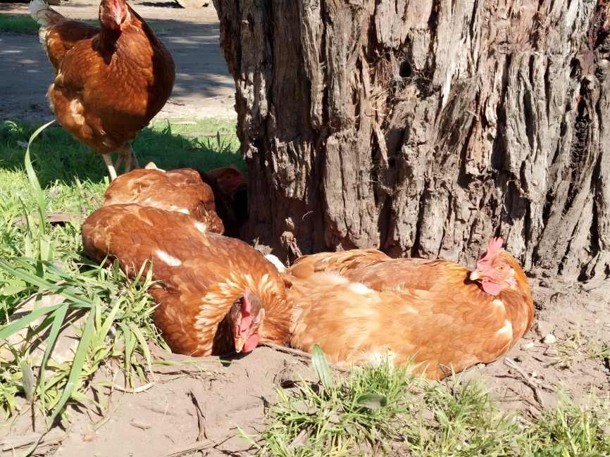 Makapal ang Balat ng Panabong na Manok