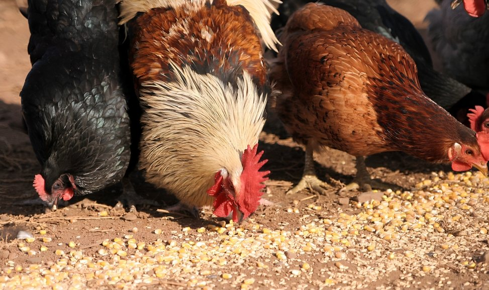 Magpataba ng Manok na Panabong