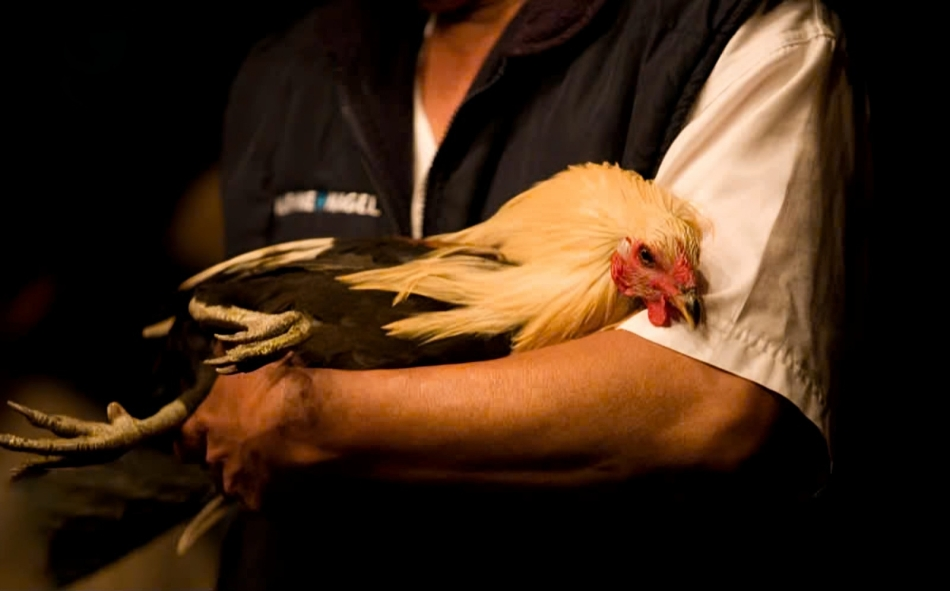 Magpataba ng Manok na Panabong