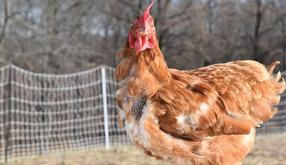 Molting Fighting Cocks