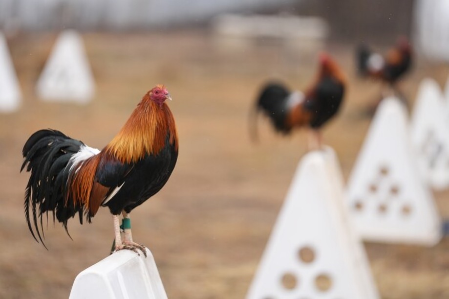 Molting Fighting Cocks