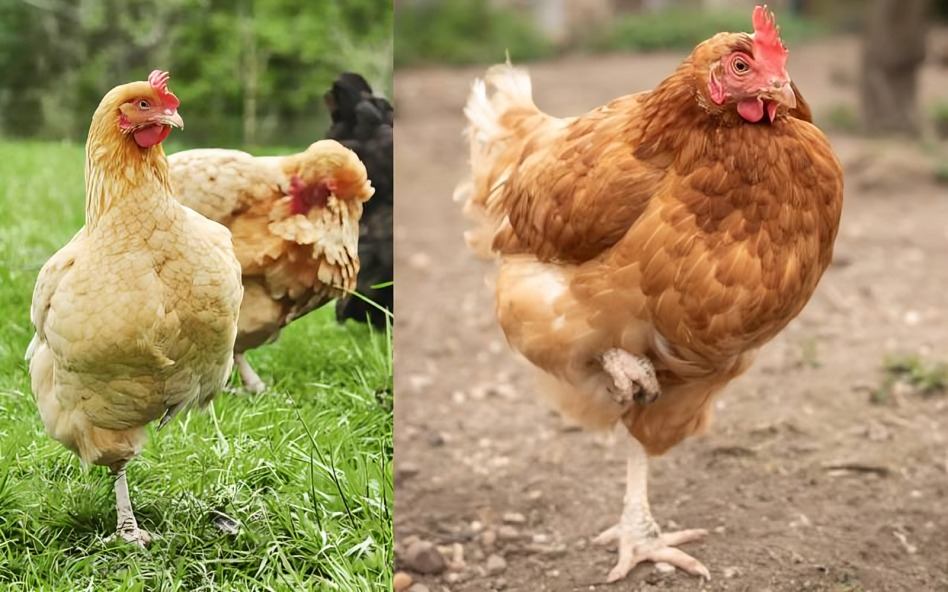 Mahinang Binti sa Manok na Panlaban