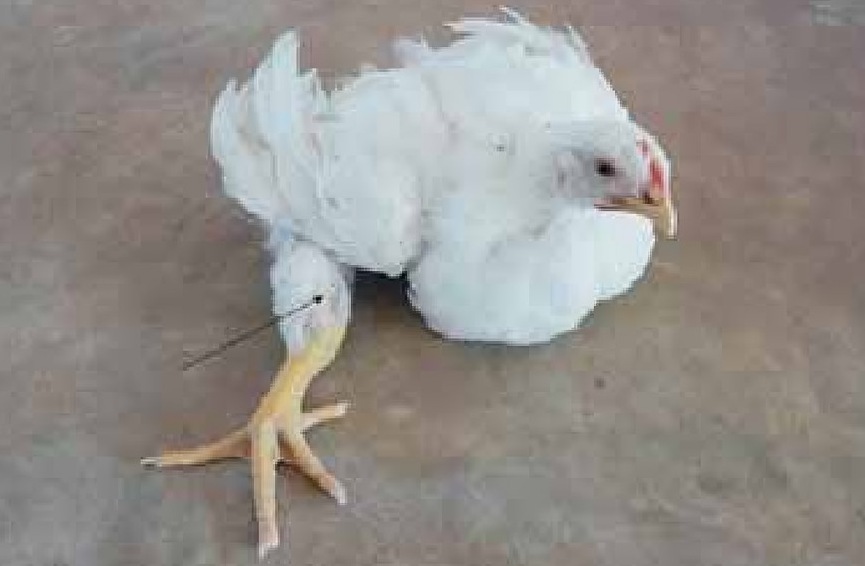 Mahinang Binti sa Manok na Panlaban