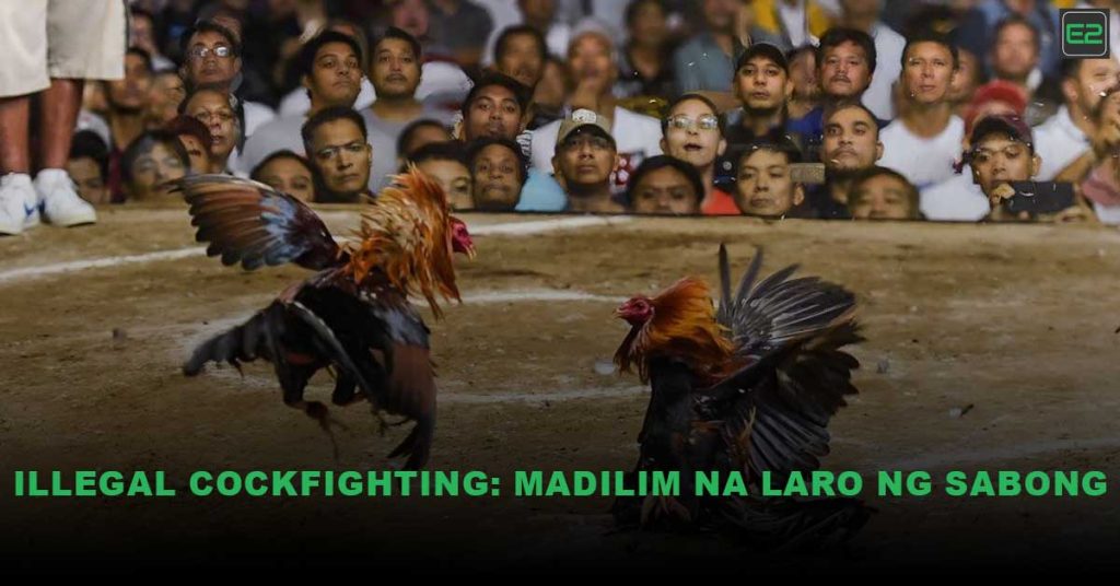 Illegal Cockfighting