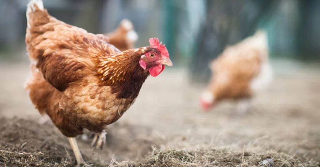 Illegal Cockfighting