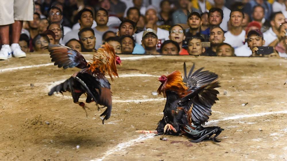 Illegal Cockfighting