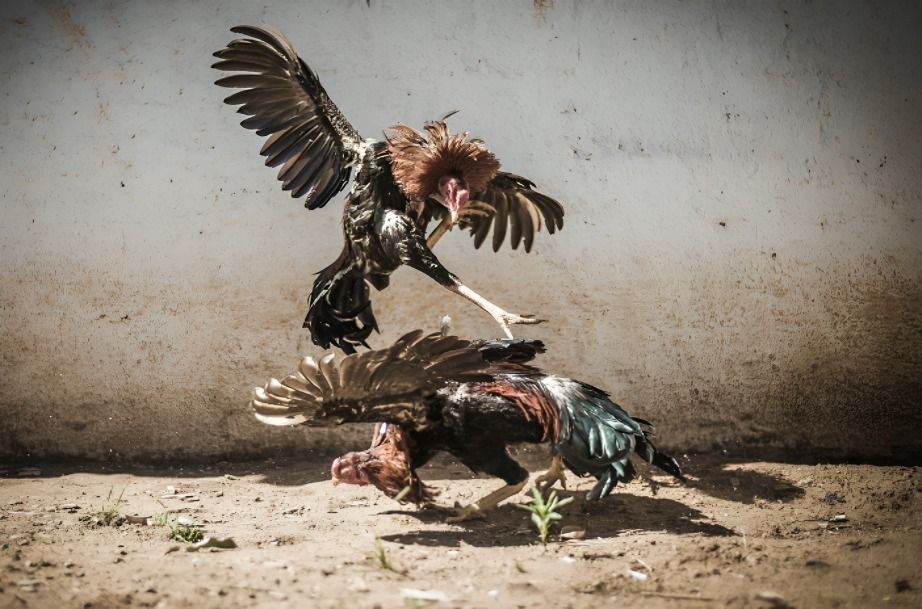 Illegal Cockfighting