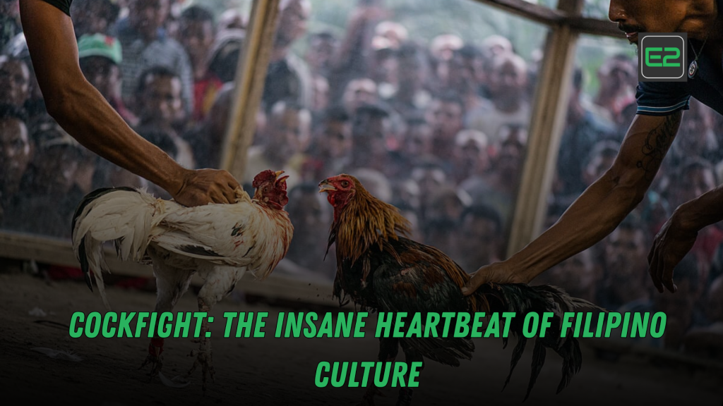cockfight