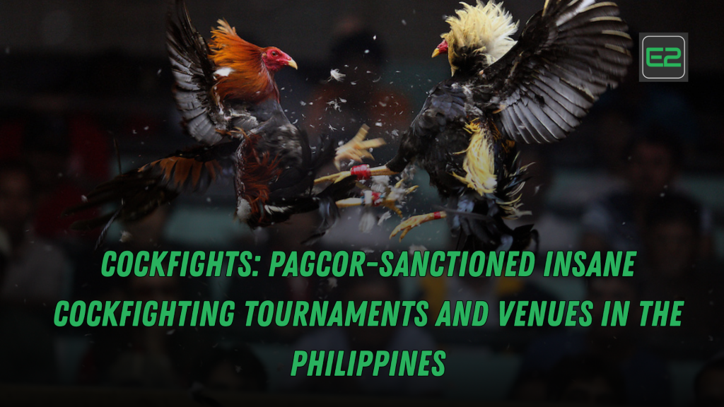 cockfights
