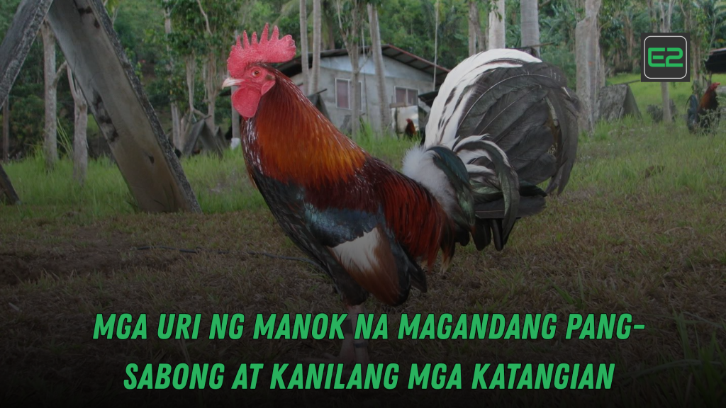 manok