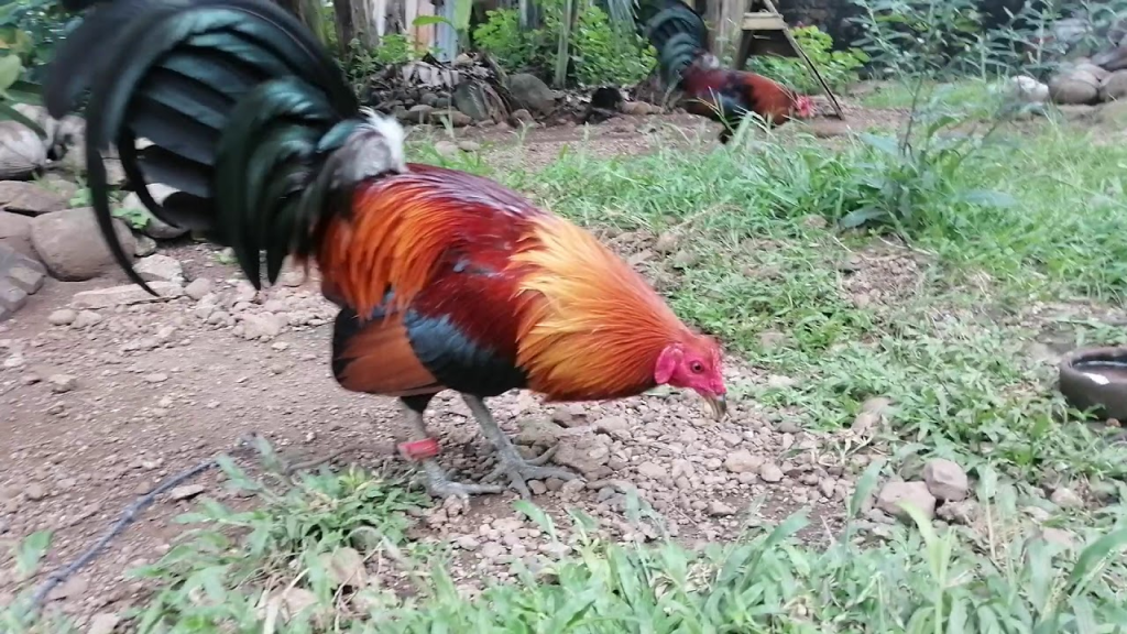 manok