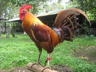 manok