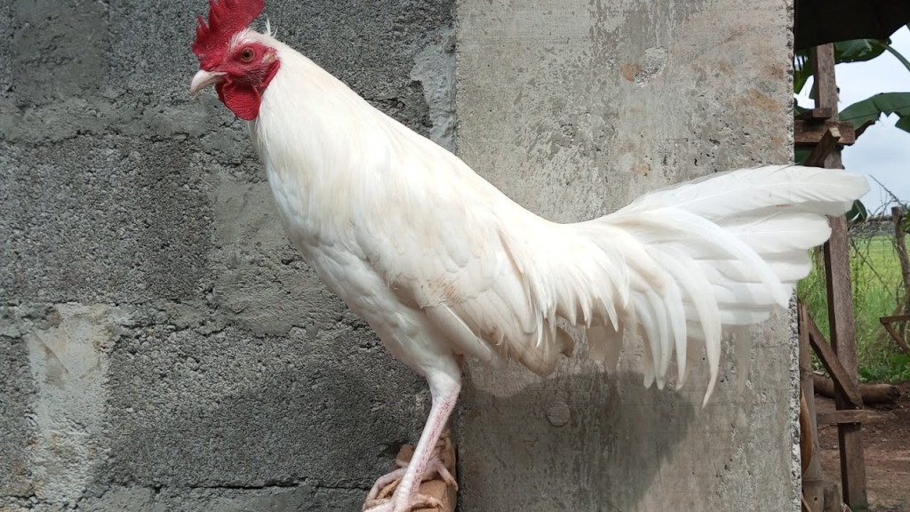 manok