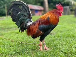 manok
