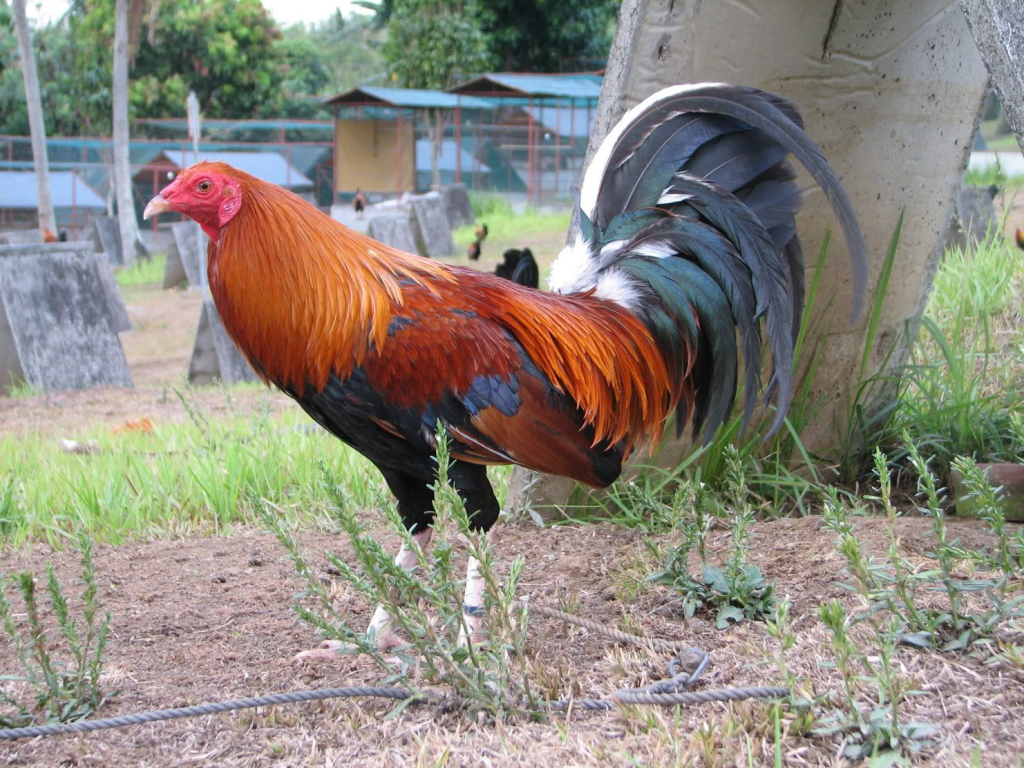 manok