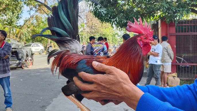 manok